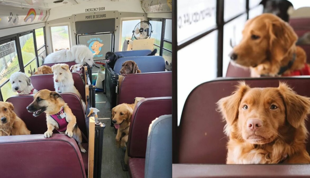 Man Transforms School Bus for Daily Dog Adventures