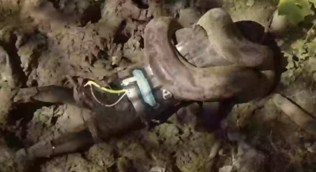 What Happened to the Man Who Let a Snake Swallow Him Alive on Camera